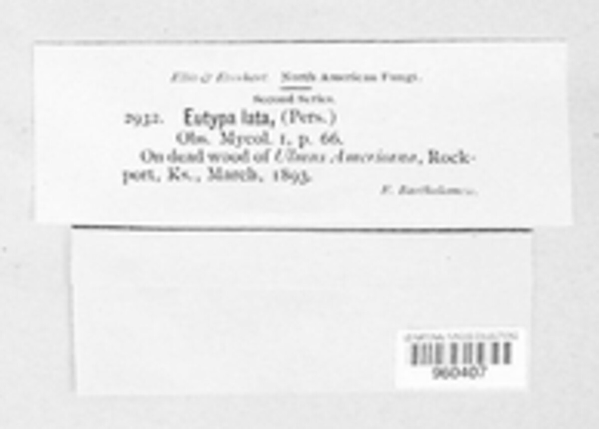 Eutypa lata image
